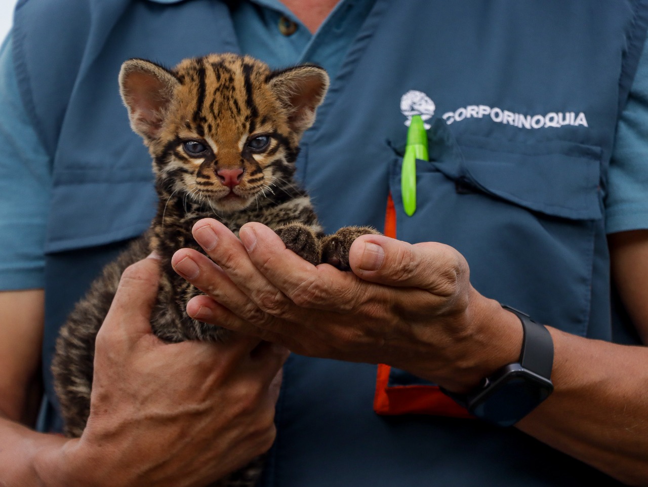 La travesía de un ocelote rescatado en el departamento del Vichada