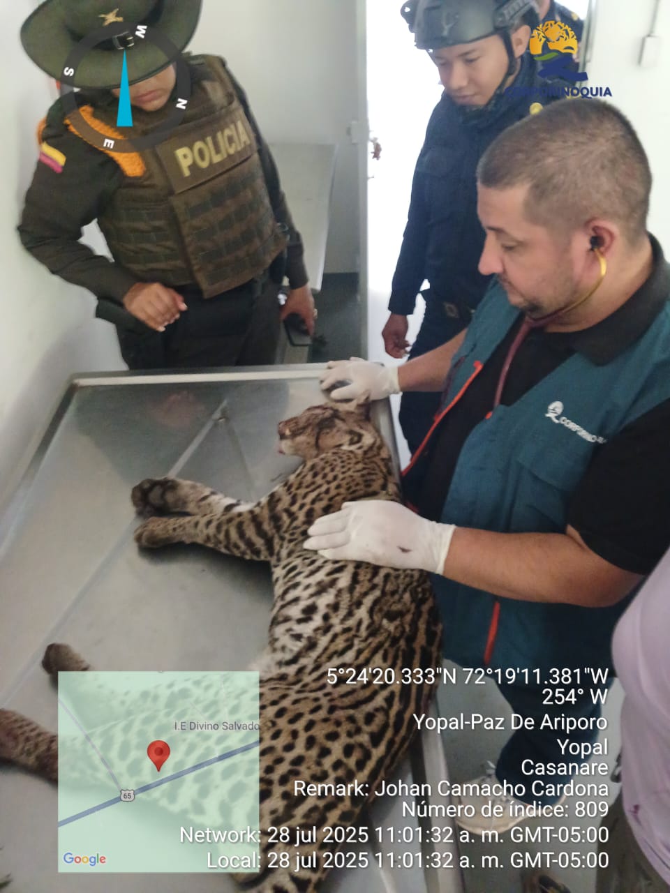 Corporinoquia lamenta la muerte de un ocelote en vías de Trinidad, Casanare, e invita a proteger la fauna silvestre