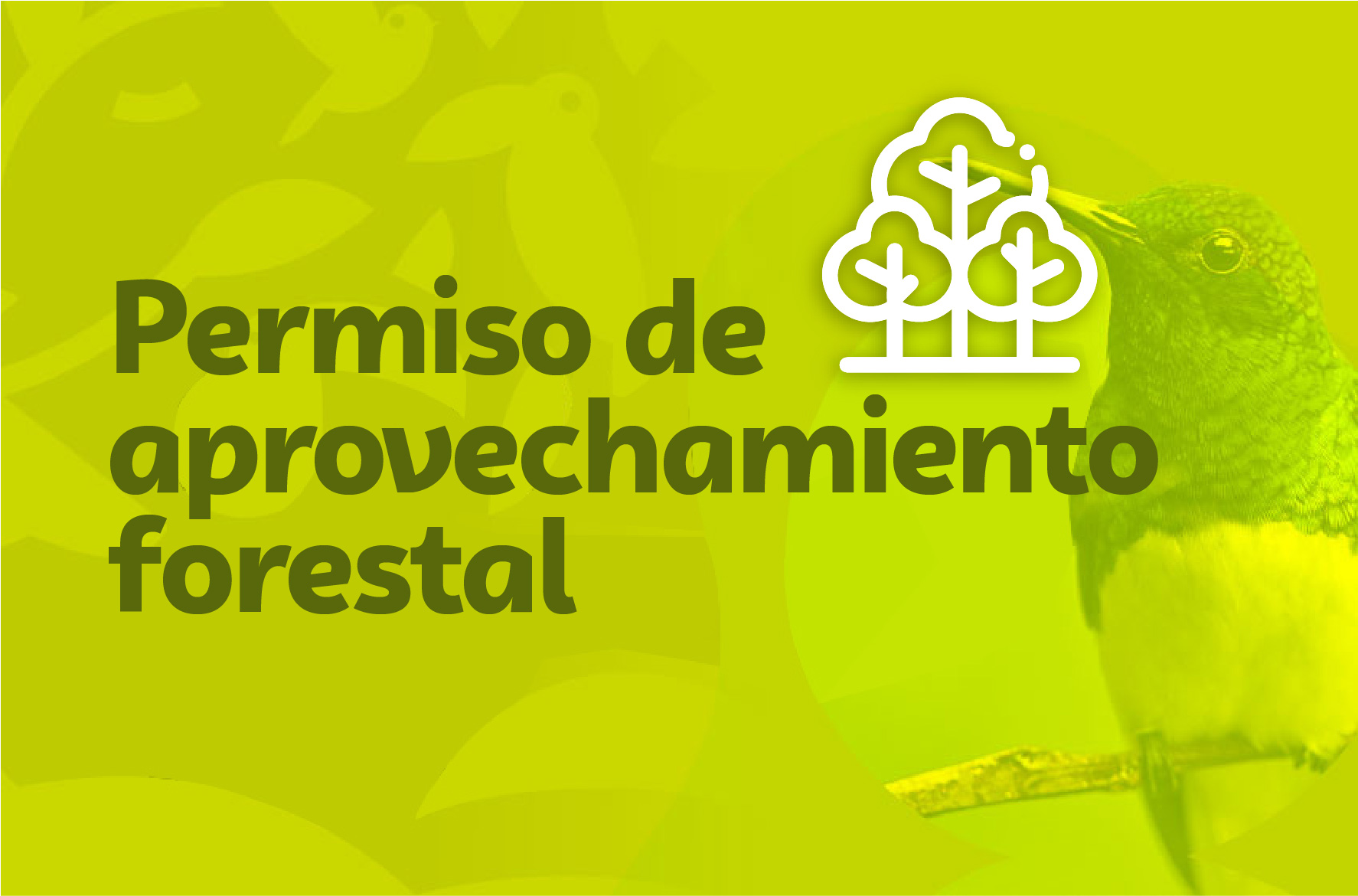 Permiso de aprovechamiento forestal
